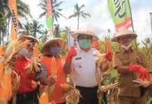 Bupati Artha Panen Raya Benih Jagung Betras 7