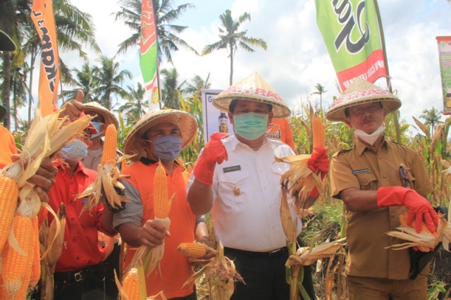 Bupati Artha Panen Raya Benih Jagung Betras 7