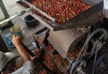 Warga Desa Landih Olah Kopi Arabika Langkan