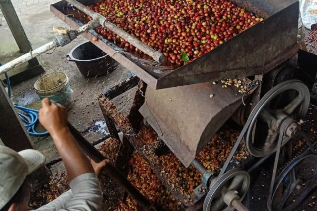 Warga Desa Landih Olah Kopi Arabika Langkan