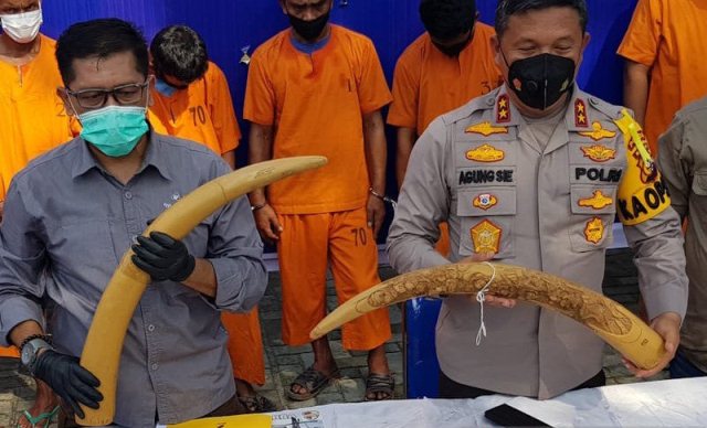 Polda Riau Gagalkan Penjualan Gading Gajah Libatkan Oknum Guru