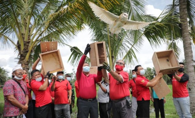 Kendalikan Hama Tikus, Bupati Gianyar Lepas Burung Hantu