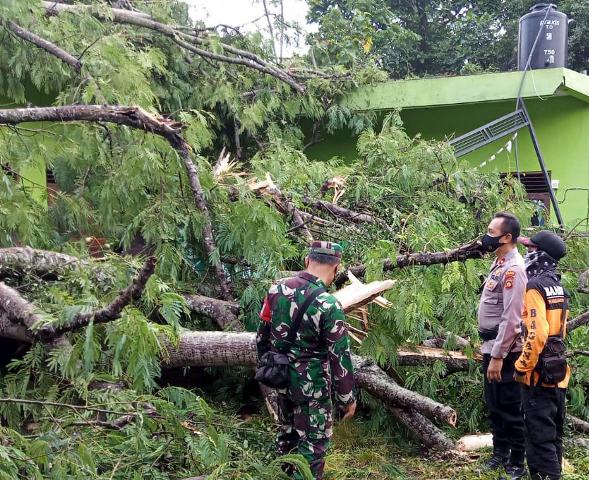 Pohon Tumbang di Tabanan Timpa Sekolah dan Rumah Warga