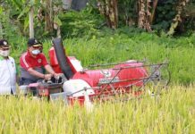 Pemkab Klungkung Panen Perdana Padi Verietas M70D