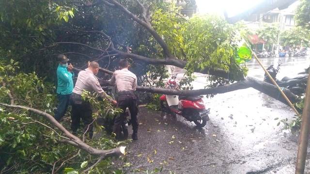 Pohon Tumbang Timpa Tiga Sepeda Motor