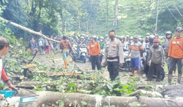 Pohon Tumbang di Gumitir Jalur Jember-Banyuwangi Macet Total