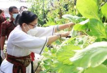 Putri Koster Harap BPTP Bali Terus Kembangkan Hasil Pertanian Bali Balai Pengkajian Teknologi Pertanian