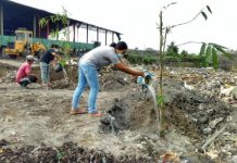 Program Merah Putih Hijau Tanam Bambu di TPA Temesi Penanaman Bambu di TPA Temesi