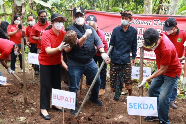 Panen Perdana, Bupati Sanjaya Optimis Budidaya Porang Dapat Berkembang di Tabanan