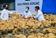Presiden Jokowi: Potensi Tanaman Porang sebagai Makanan Sehat Masa Depan