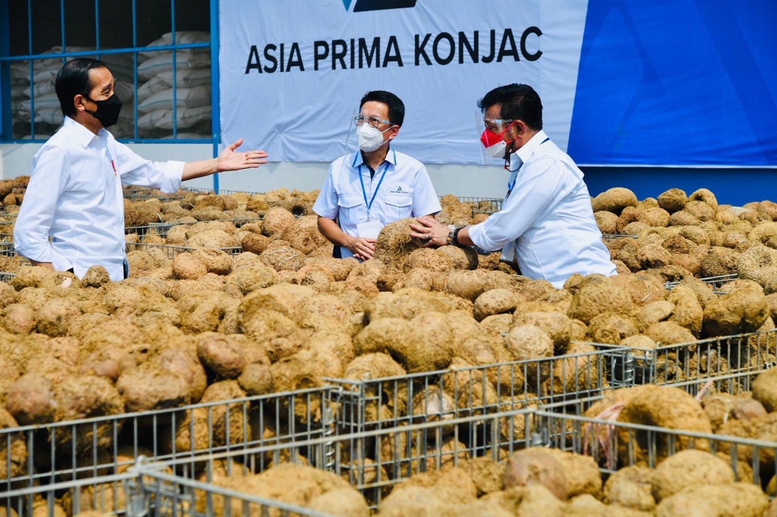 Presiden Jokowi: Potensi Tanaman Porang sebagai Makanan Sehat Masa Depan