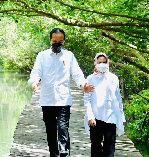 Presiden JokowiTinjau Hutan Mangrove di Bali