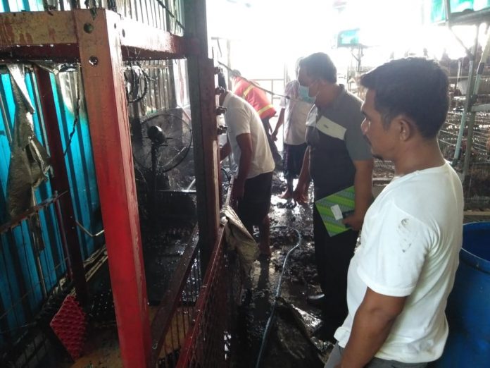 Kandang Ayam Petelur di Penebel Terbakar