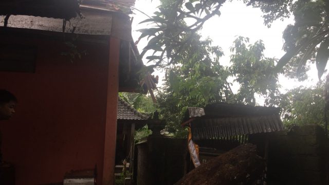 Pohon Bunut Tumbang Timpa Bangunan Pura Dalem Wisesa