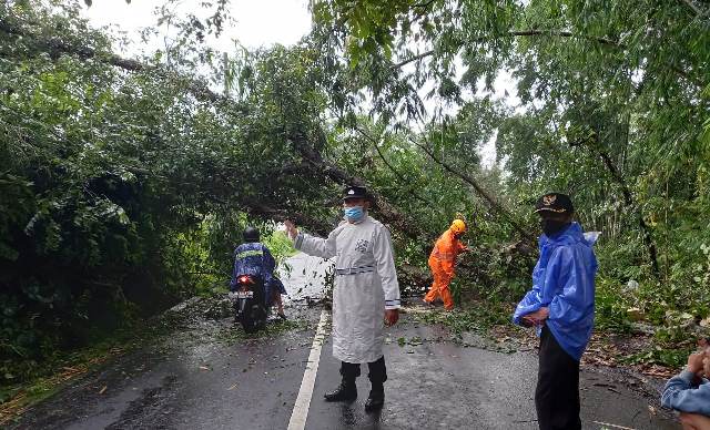 Pohon Tumbang Timpa Kabel dan Tutup Jalan di Baturiti