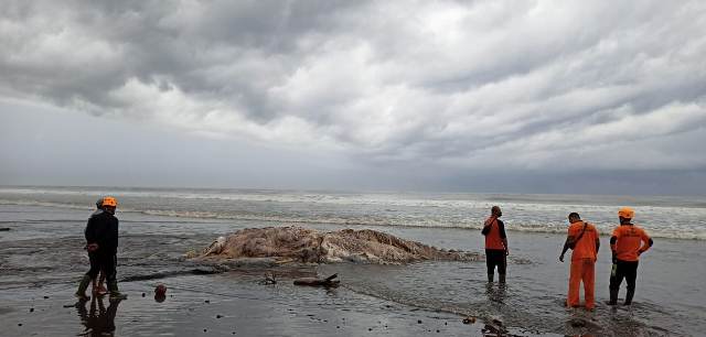 Kendala Alat Berat, Bangkai Paus yang Terdampar di Pantai Pasut Belum Dikubur