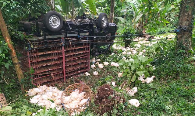 Angkut Ratusan Ayam, Mobil Terguling di Gunung Salak