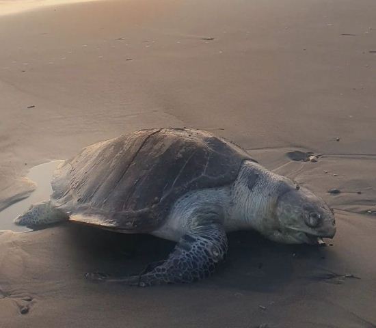 Penyu Hijau Ditemukan Mati di Pesisir Pantai Pasut