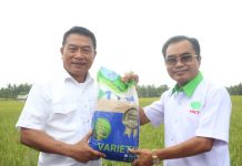 Varietas Padi M70D Panen Lebih Cepat dan Produktivitas Tinggi Varietas Padi M70D Panen Lebih Cepat dan Produktivitas Tinggi