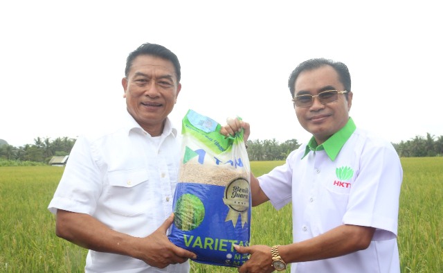 Varietas Padi M70D Panen Lebih Cepat dan Produktivitas Tinggi