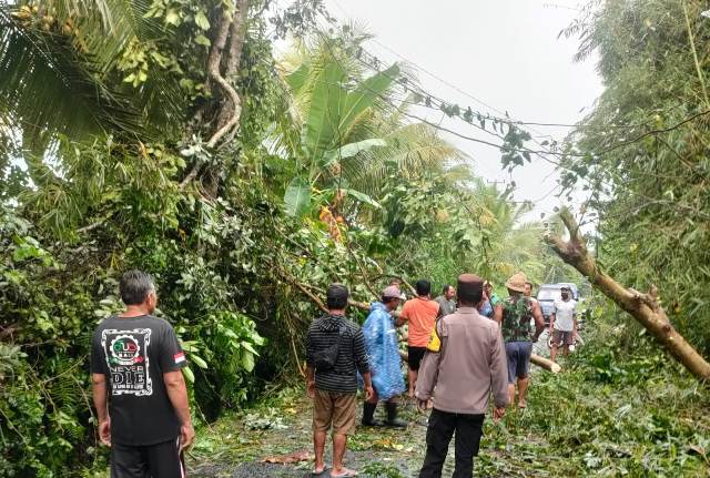 Pohon Tumbang Melintang Tutup Akses Jalan Jegu-Riang Gede