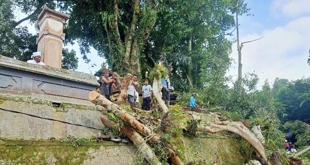 Pohon Bunut Tumbang Timpa Dua Bangunan Pura