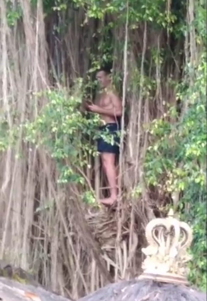 Demi Konten TikTok, Bule Ini Nekat Panjat Pohon Keramat