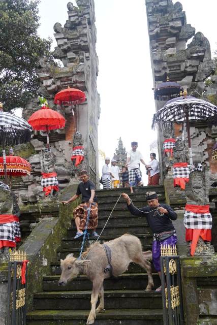 Wagub Cok Ace Hadiri Prosesi Mapepada Wewalungan Sehari Jelang Puncak Karya Pujawali Pura Mandara Giri Semeru Agung