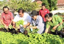Manfaatkan Lahan Tidur Jadi Produktif, Pemkab Buleleng Panen Sayur Organik Manfaatkan Lahan Tidur Jadi Produktif, Pemkab Buleleng Panen Sayur Organik