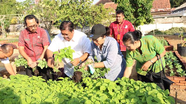 Manfaatkan Lahan Tidur Jadi Produktif, Pemkab Buleleng Panen Sayur Organik