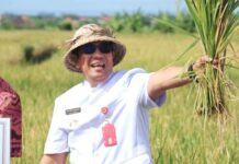 Menuju Ketahanan Pangan, Bupati Sanjaya Panen Padi di Subak Gadon Menuju Ketahanan Pangan