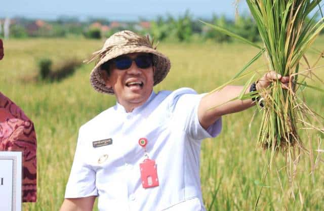 Menuju Ketahanan Pangan, Bupati Sanjaya Panen Padi di Subak Gadon