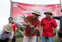 Panen Bawang Putih, Penjabat Bupati Buleleng Gandeng Perumda Untuk Serap Hasil Produksi Bawang Putih