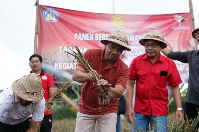 Panen Bawang Putih, Penjabat Bupati Buleleng Gandeng Perumda Untuk Serap Hasil Produksi