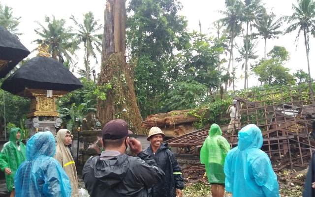 Pohon Tumbang Timpa Pura Beten Waru Abiantuwung