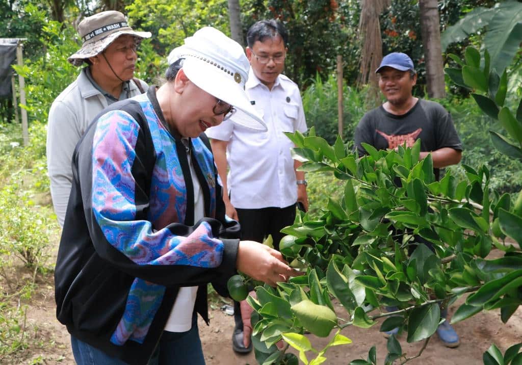 Ny. Putri Koster Tinjau Budidaya Jeruk Keprok Tejakula