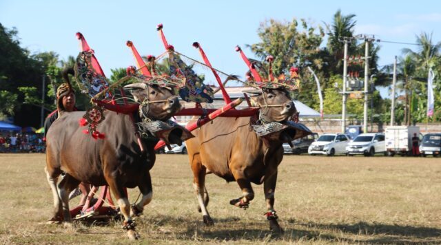 LOVINA FESTIVAL 2023: Parade Sapi Gerumbungan Memukau Ribuan Pengunjung