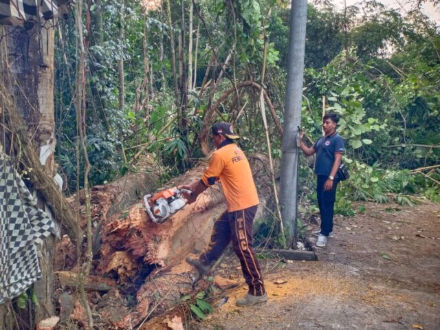 Pohon Bunut Tumbang