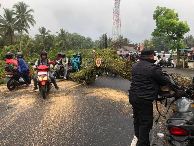 Diguyur Hujan Deras: Seorang Pengendara Motor Tertimpa Pohon