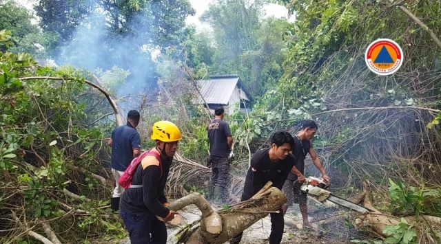 Hujan Lebat di Tabanan: Pohon Cemcem Tumbang Tutupi Akses Jalan