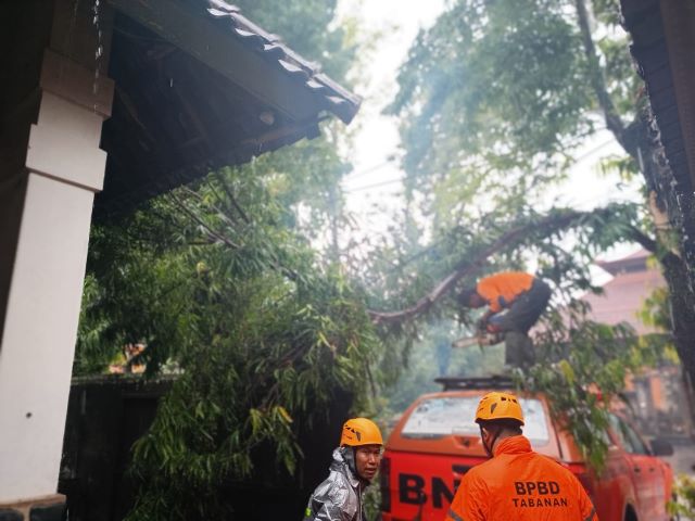 Hujan Lebat Picu Pohon Tumbang, Timpa Rumah Warga di Tabanan