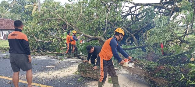 Hujan Deras Tumbangkan 2 Pohon di Tabanan