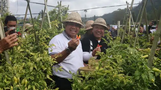 Panen Cabai dan Bawang di Desa Songan B: Pj. Gubernur Bali Ucapkan Terima Kasih Kepada Para Petani