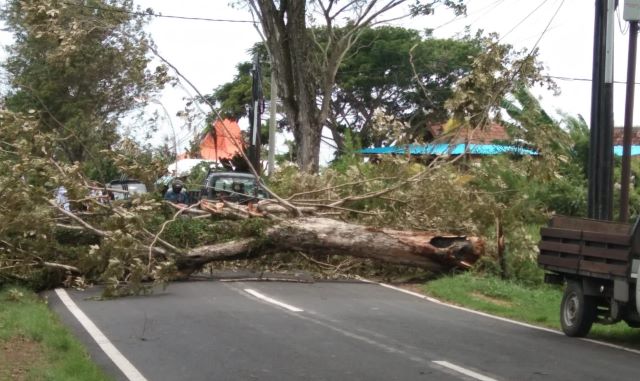 Pohon Tumbang