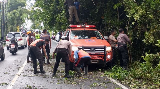 Pohon Tumbang