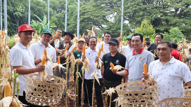 Panen Jagung di Kantor Gubernur, Hasilnya Dibagi untuk Kelompok Tani dan Ternak