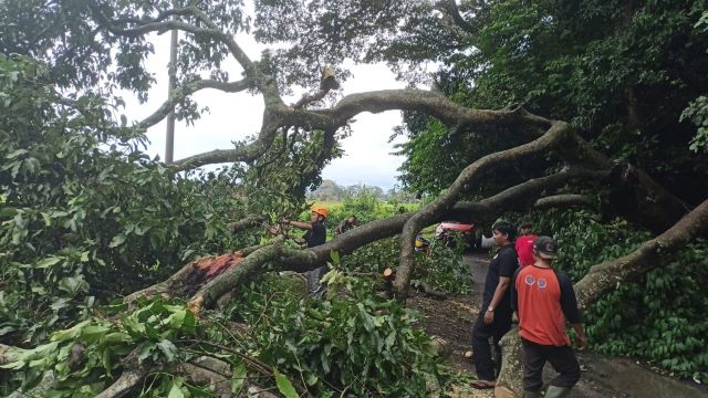 Hujan Deras, Pohon Tumbang Tutupi Akses Jalan Alas Kedaton