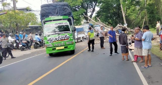 Pemotor Tewas Tertimpa Pohon di Jalan Denpasar-Gilimanuk