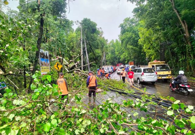 Cuaca Ekstrem Lumpuhkan Lalu Lintas di Tabanan, Pohon Tumbang Timpa Rumah Warga