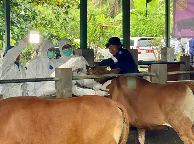 Peluncuran Vaksinasi PMK 2025, Bali Diharapkan Jadi Zona Hijau